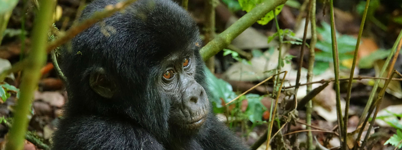Uganda Travel Blog