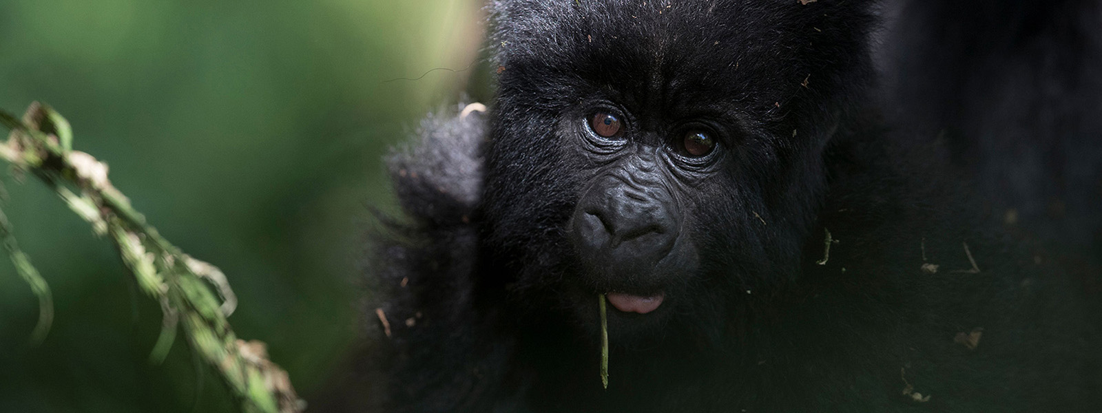Combined Gorilla Safaris