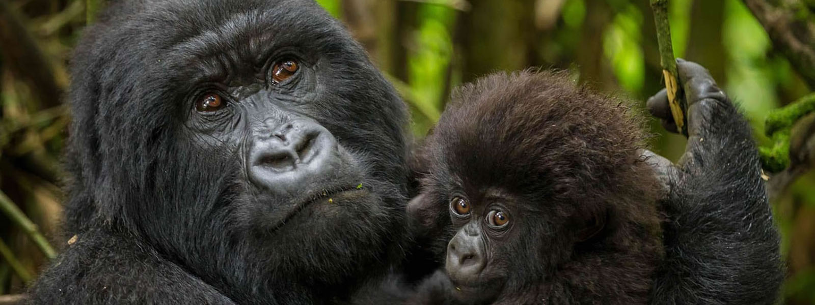 Congo Gorilla Safaris