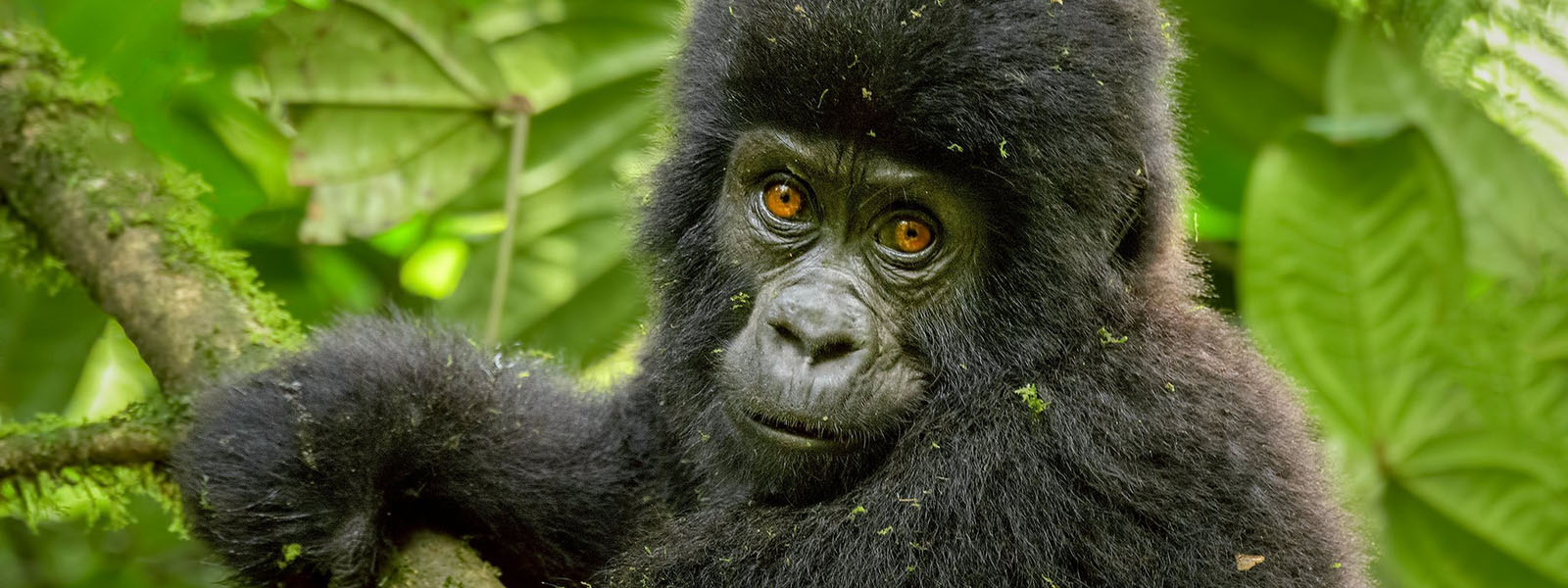 Rwanda Gorilla Safaris