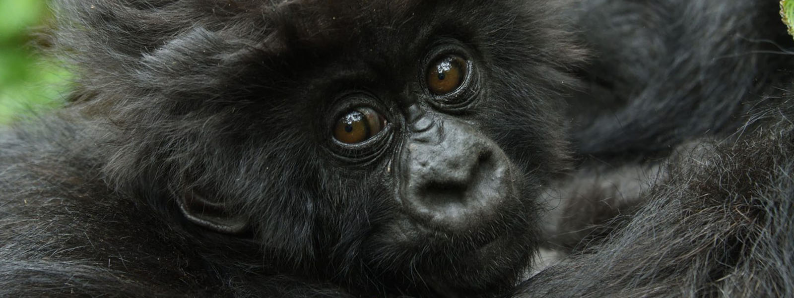 Uganda Gorilla Safaris