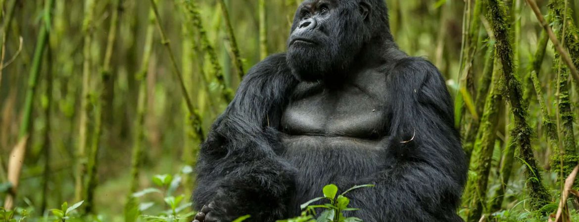 1 Day Rwanda Gorilla Tour