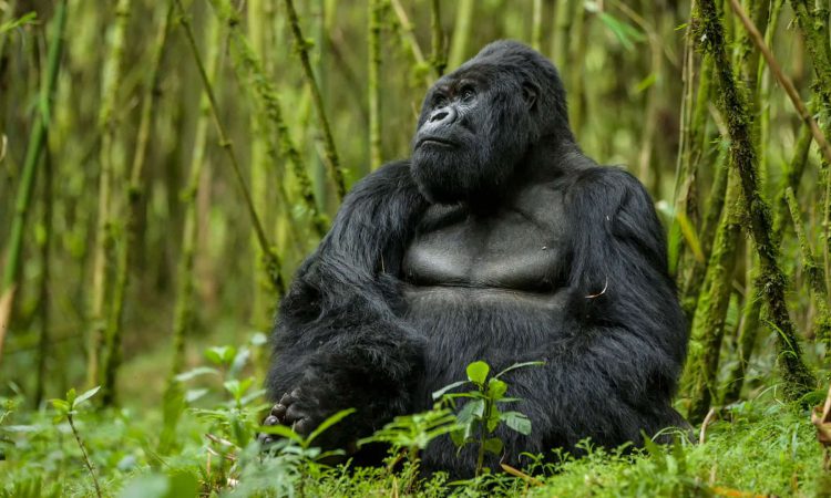 1 Day Rwanda Gorilla Tour