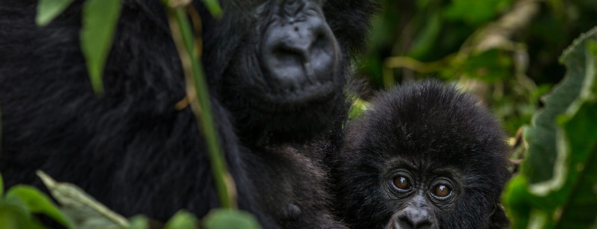 10 Days Best of Rwanda Safari Tour Holiday