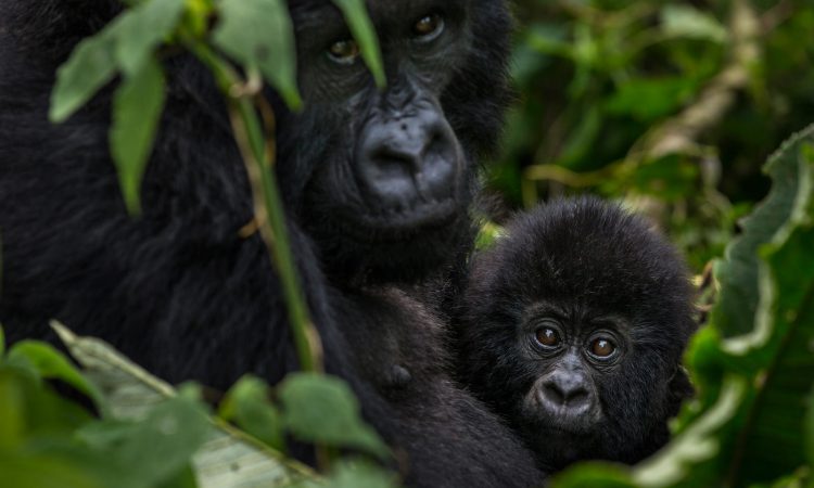 10 Days Best of Rwanda Safari Tour Holiday