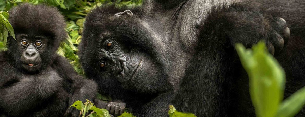 10 Days Rwanda Gorilla Trekking & Wildebeest Migration