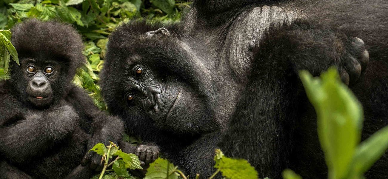 10 Days Rwanda Gorilla Trekking & Wildebeest Migration
