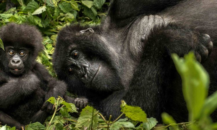 10 Days Rwanda Gorilla Trekking & Wildebeest Migration