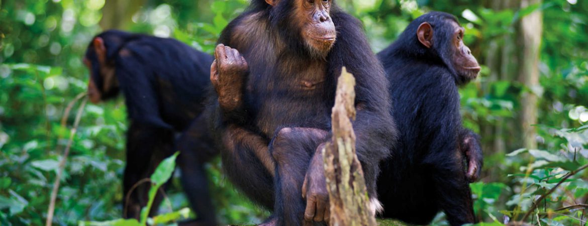 12 Days Rwanda Adventure Safari