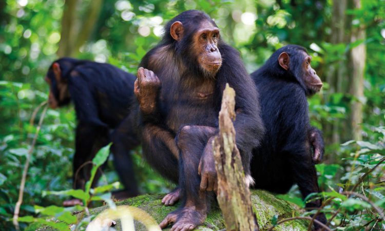 12 Days Rwanda Adventure Safari