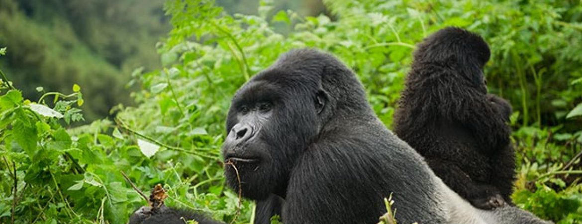 3 Days Bwindi Gorillas from Kigali