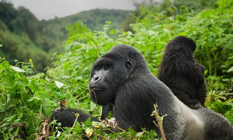 3 Days Bwindi Gorillas from Kigali