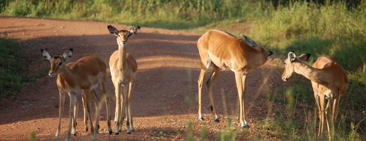 3 Days Lake Mburo Wildlife Safari