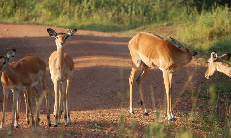 3 Days Lake Mburo Wildlife Safari