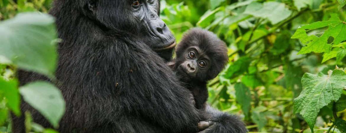 3 Days Mgahinga Gorilla Safari