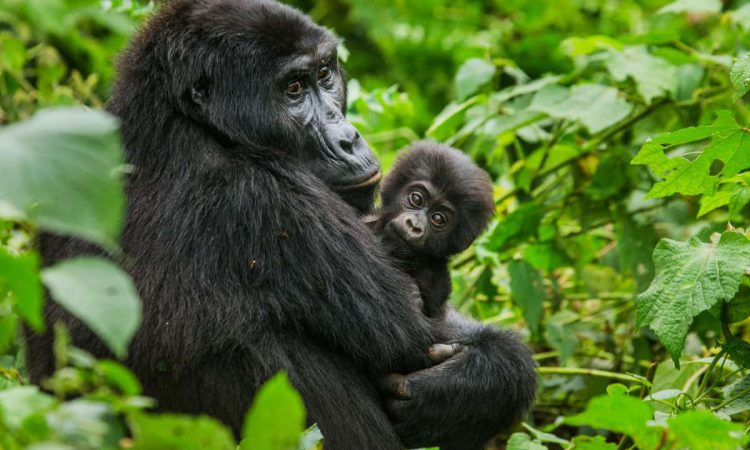 3 Days Mgahinga Gorilla Safari