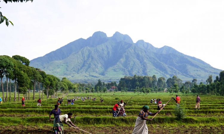 3 Days Mount Sabyinyo Volcano Hike