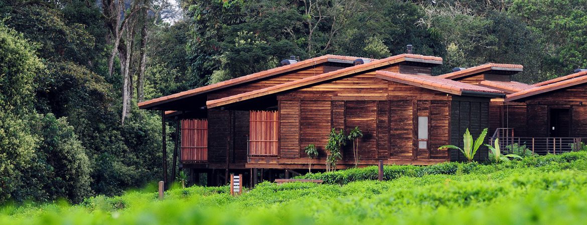 3 Days Nyungwe Forest Chimpanzee Safari
