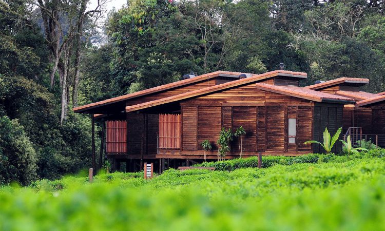 3 Days Nyungwe Forest Chimpanzee Safari