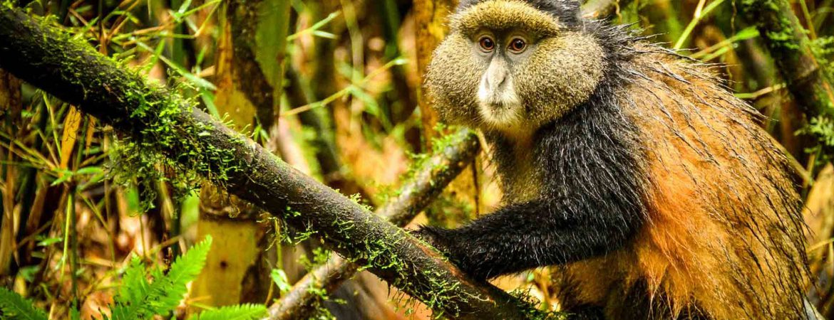 3 Days Rwanda Gorillas & Golden Monkeys Safari