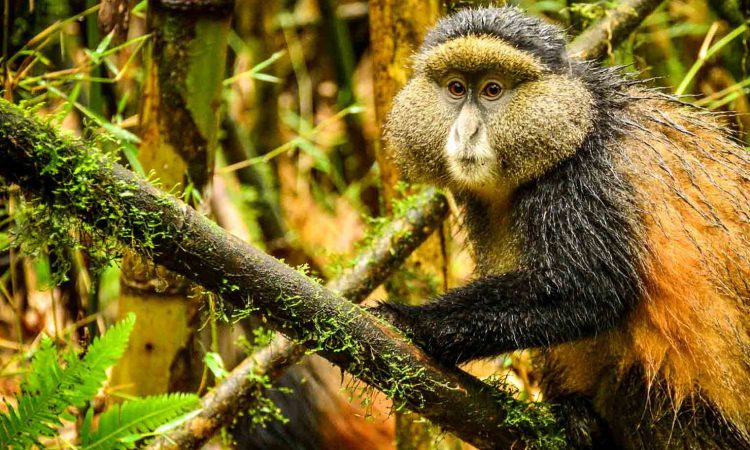 3 Days Rwanda Gorillas & Golden Monkeys Safari