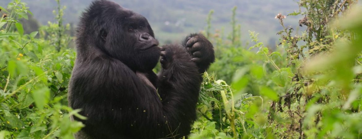 3 Days Virunga Gorilla Tour Congo