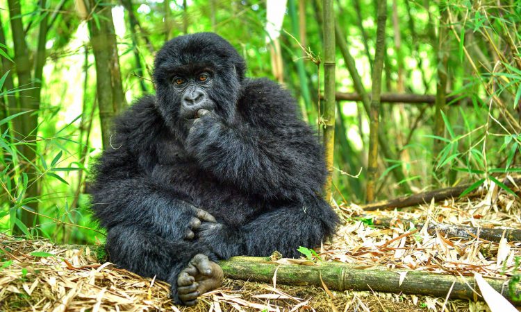 4 Days Rwanda Gorillas & Dian Fossey Hike