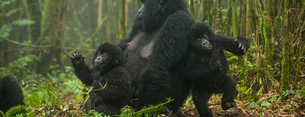 4 Days Rwanda Gorillas & Karisimbi Hike