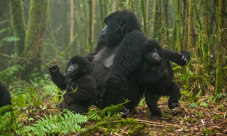 4 Days Rwanda Gorillas & Karisimbi Hike