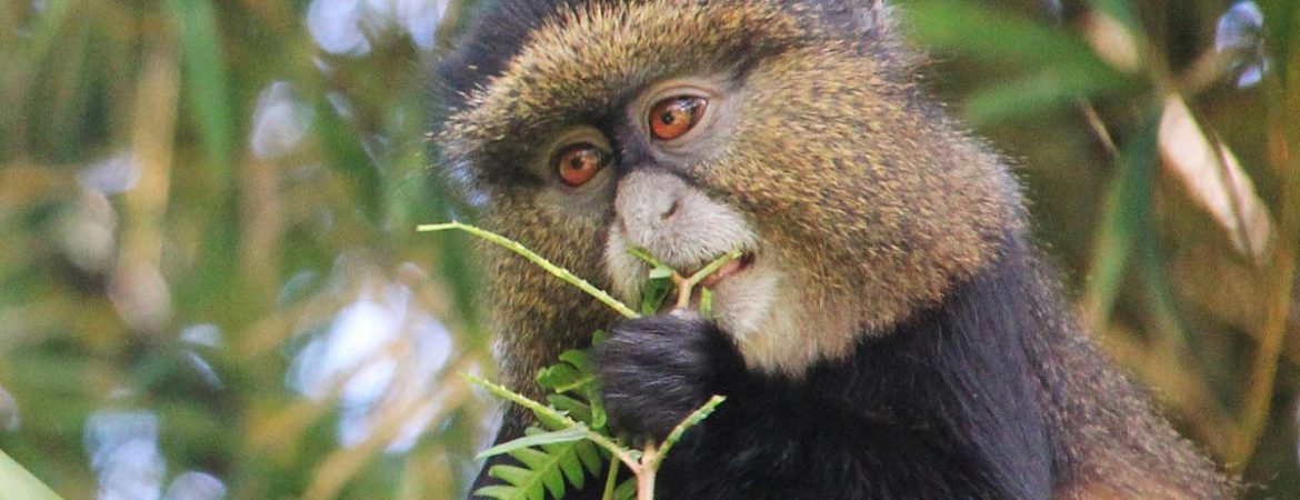 4 Days Uganda Gorillas & Golden Monkeys Safari