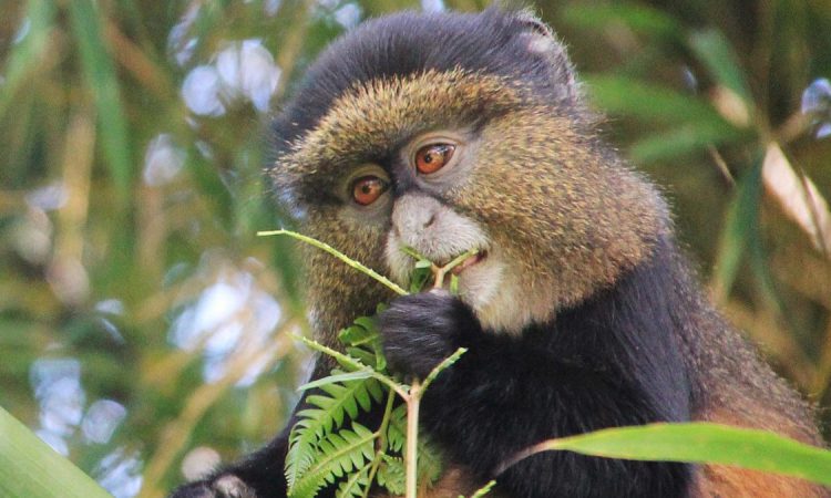 4 Days Uganda Gorillas & Golden Monkeys Safari
