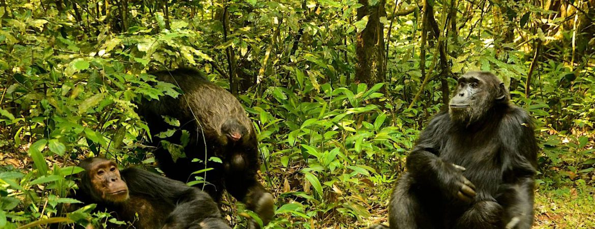 5 Days Chimps & Lowland Gorillas