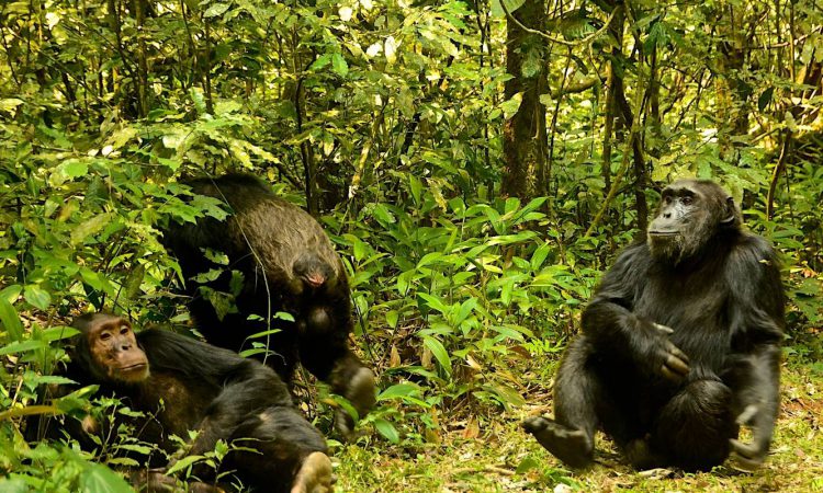 5 Days Chimps & Lowland Gorillas