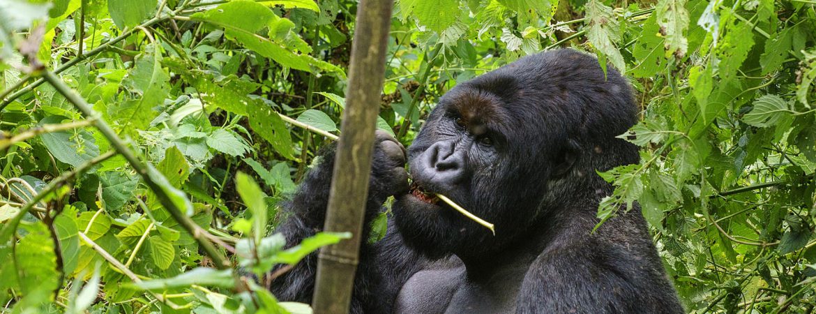 5 Days Congo Gorillas & Nyiragongo Hike