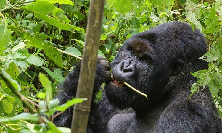 5 Days Congo Gorillas & Nyiragongo Hike