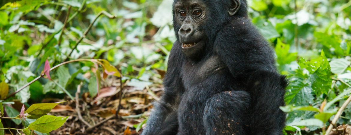 5 Days Rwanda Primates Holiday