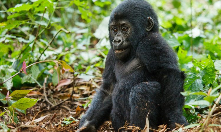 5 Days Rwanda Primates Holiday