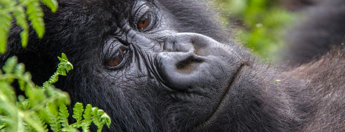 7 Days Rwanda Congo Gorilla Tour