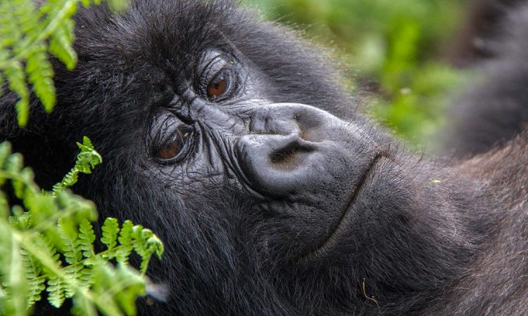 7 Days Rwanda Congo Gorilla Tour