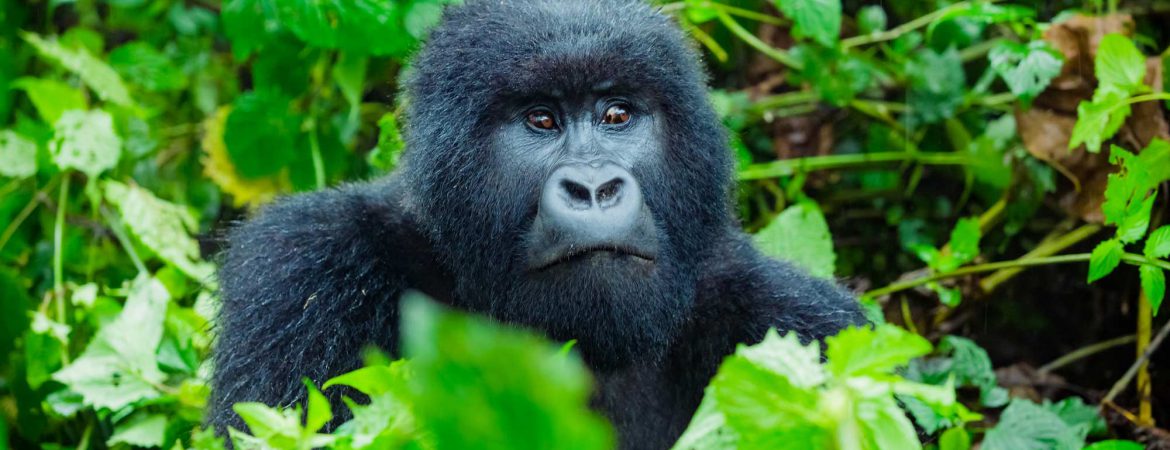 3 Days Mgahinga Gorilla Safari