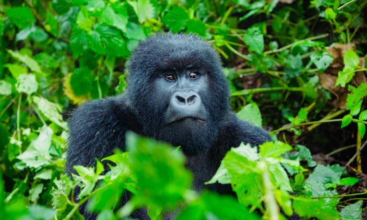 3 Days Mgahinga Gorilla Safari