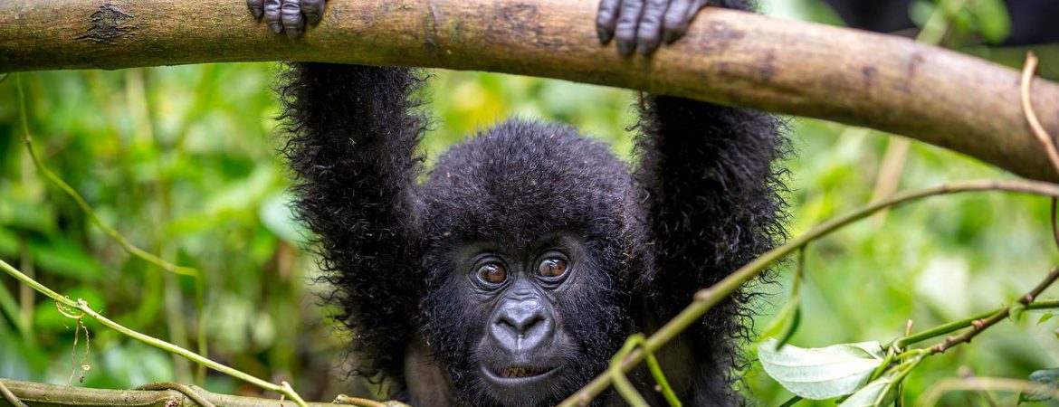8 Days Maximum Gorilla Trekking