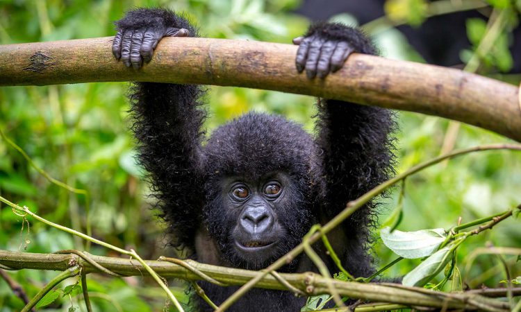 8 Days Maximum Gorilla Trekking