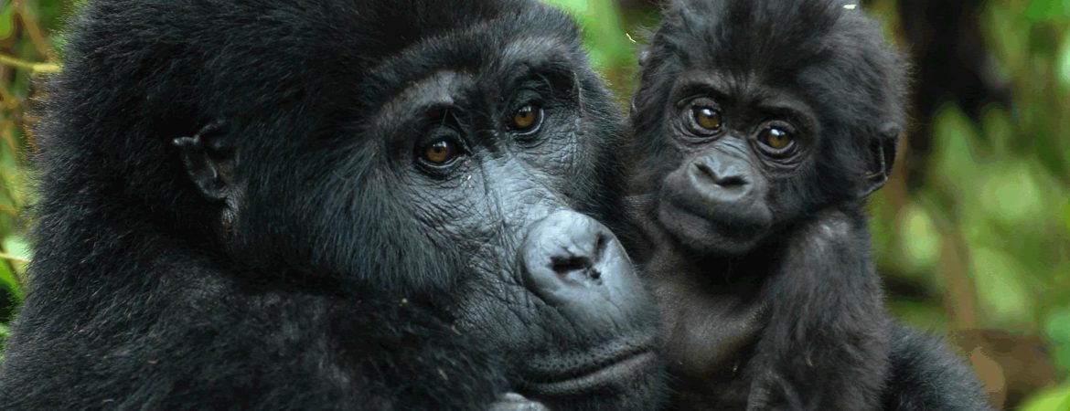 8 Days Primate Trekking in Rwanda