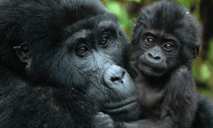 8 Days Primate Trekking in Rwanda