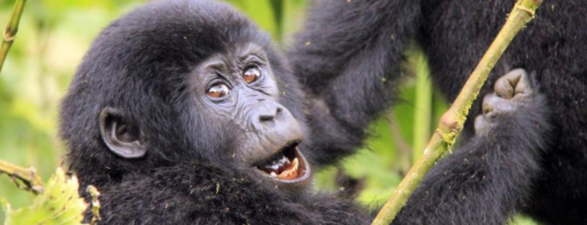 9 Days Rwanda Gorillas & Bird Watching Safari