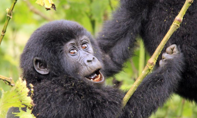 9 Days Rwanda Gorillas & Bird Watching Safari