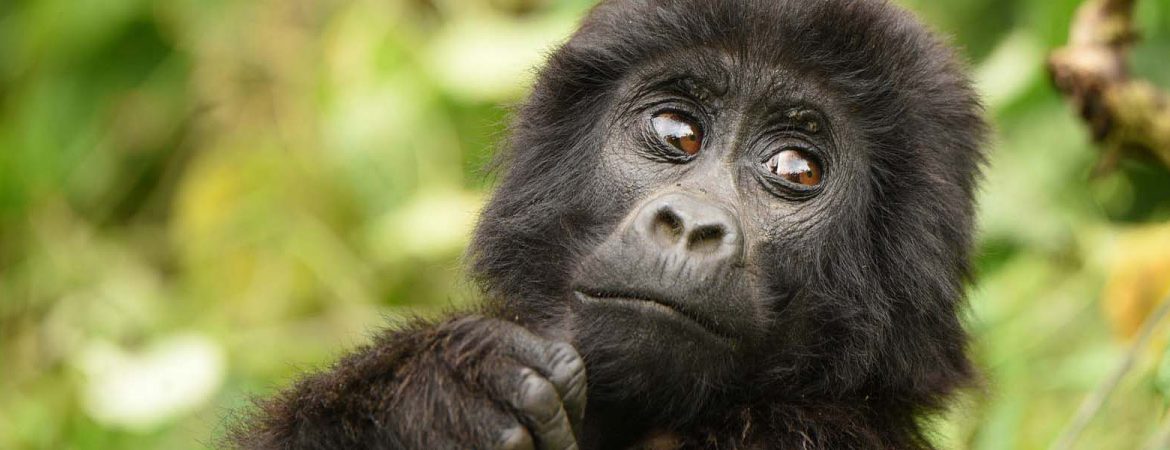 bwindi gorilla from kigali