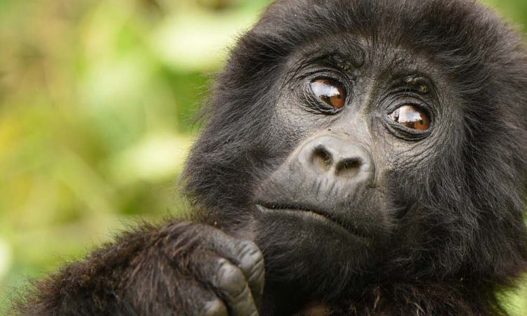 bwindi gorilla from kigali