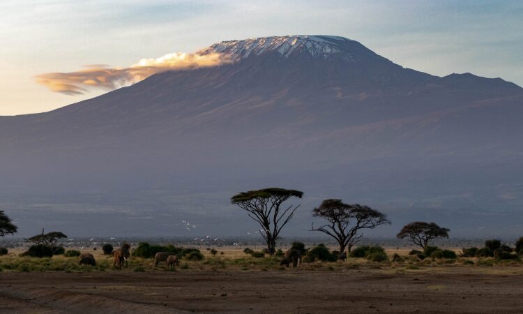 12 Days Kilimanjaro hike & Bwindi Gorilla Trekking Safari